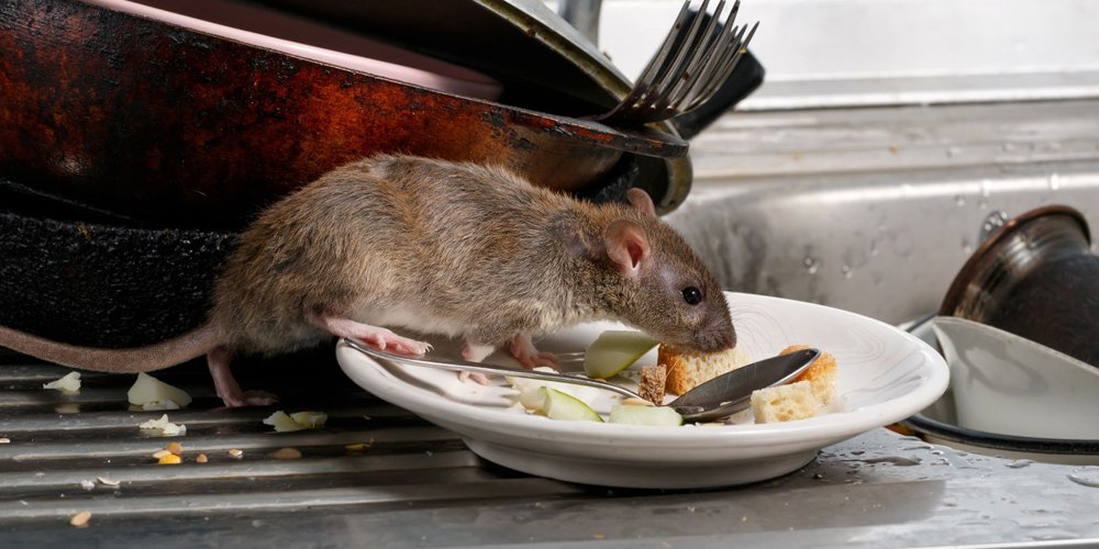 rodent control