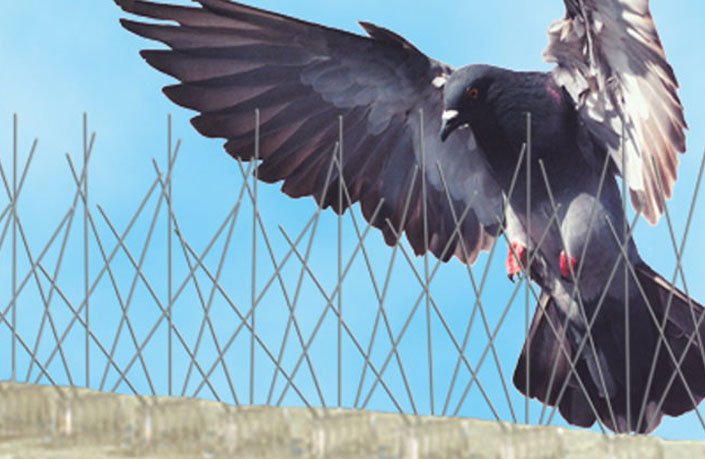 Bird Control Service in Chennai