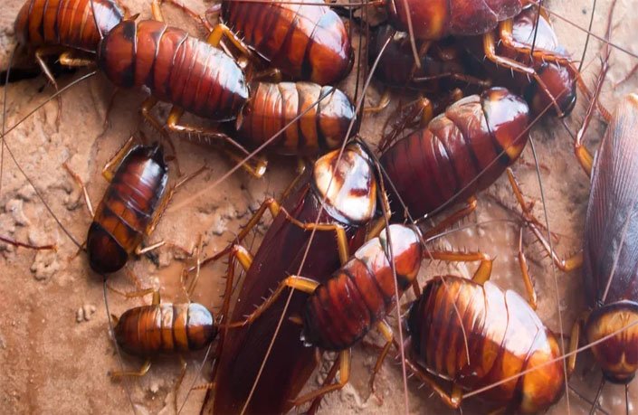Cockroach Control service in Chennai
