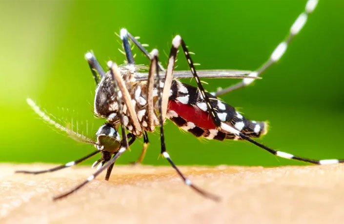 Mosquito Control service in Chennai