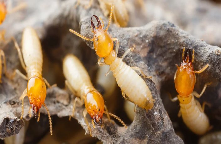 Termite Control service in Chennai