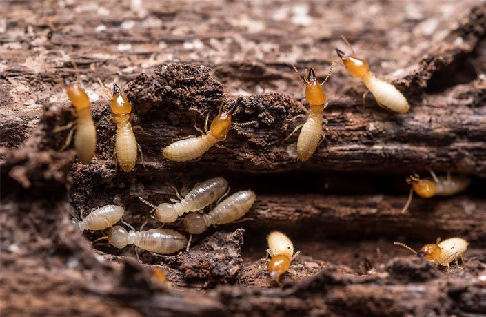 ant control service in chennai